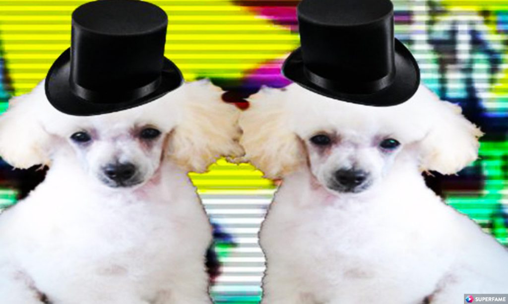 watchmojo-poodlecorp