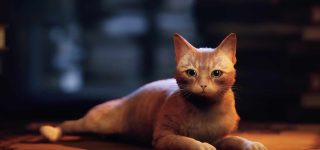 Stray